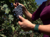 chiara_grape_800x450.jpg