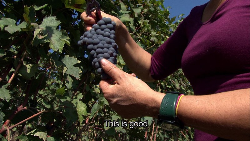 chiara_grape_800x450.jpg